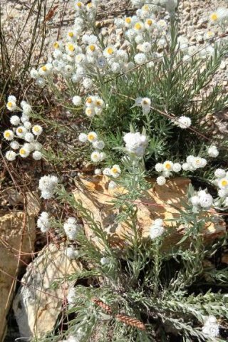 Achyranthemum paniculatum enjoying spring